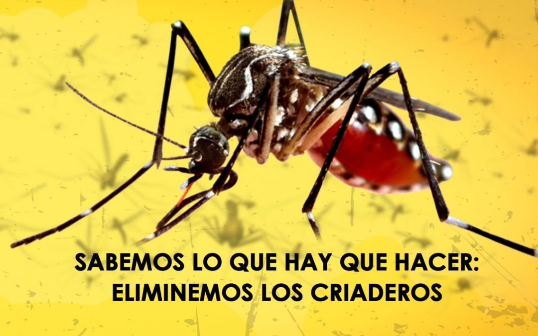 Campaña Dengue